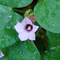 Ipomoea triloba L.
